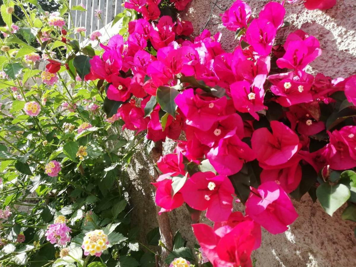 Villa Luka ドゥブロブニク エクステリア 写真